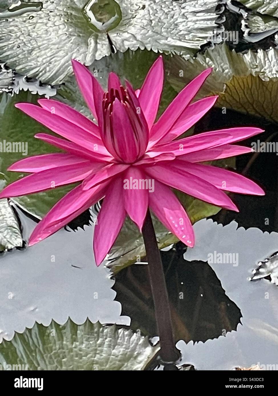 Rosa Wasserlilie Stockfoto