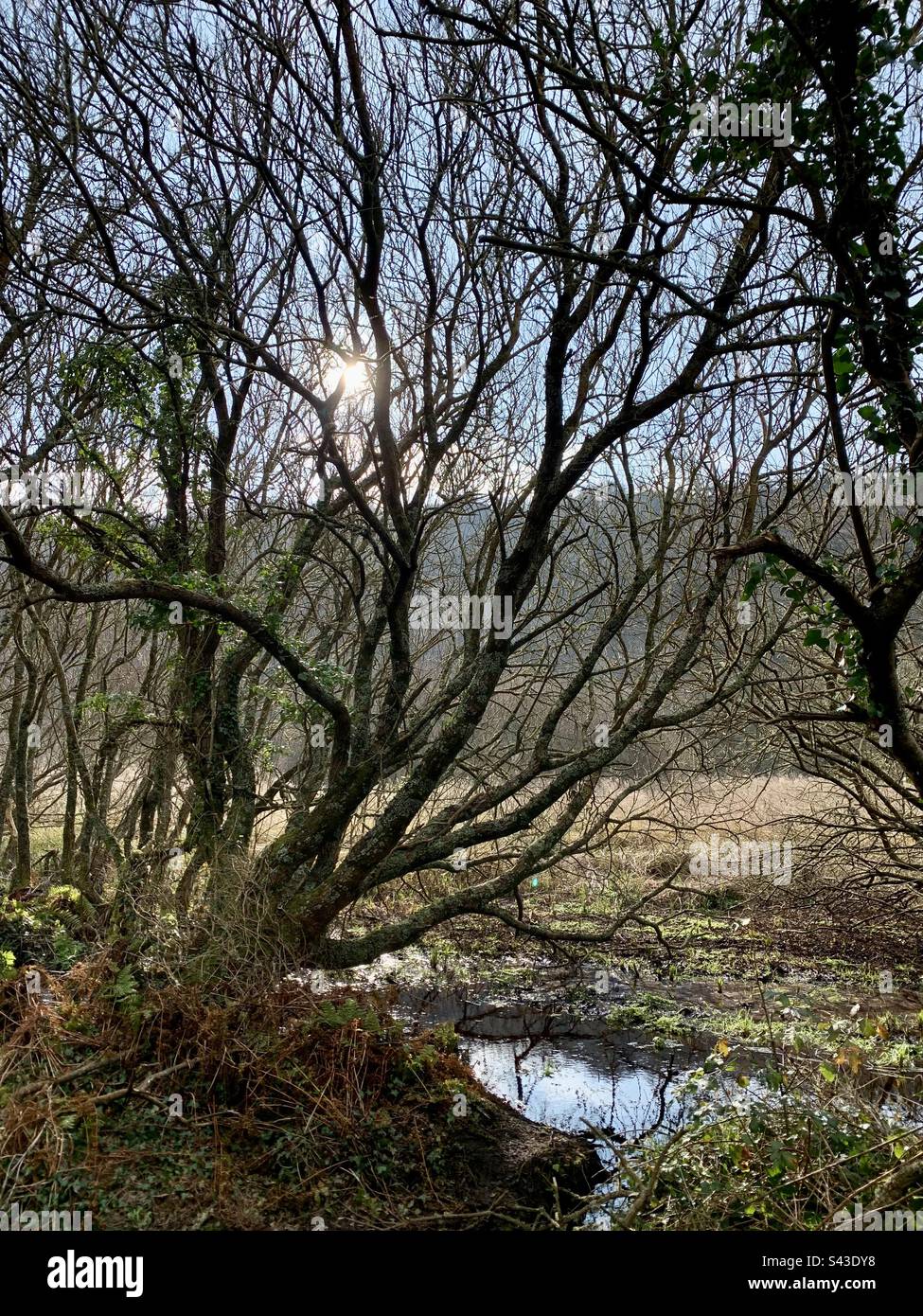 Wenig Wintersonnenlicht, das durch biegsame Äste strahlt Stockfoto