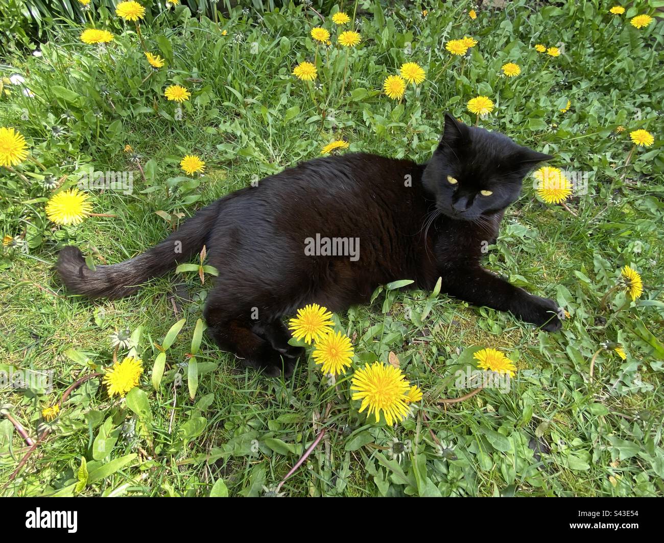 Löwenzahn-Übernahme. Stockfoto