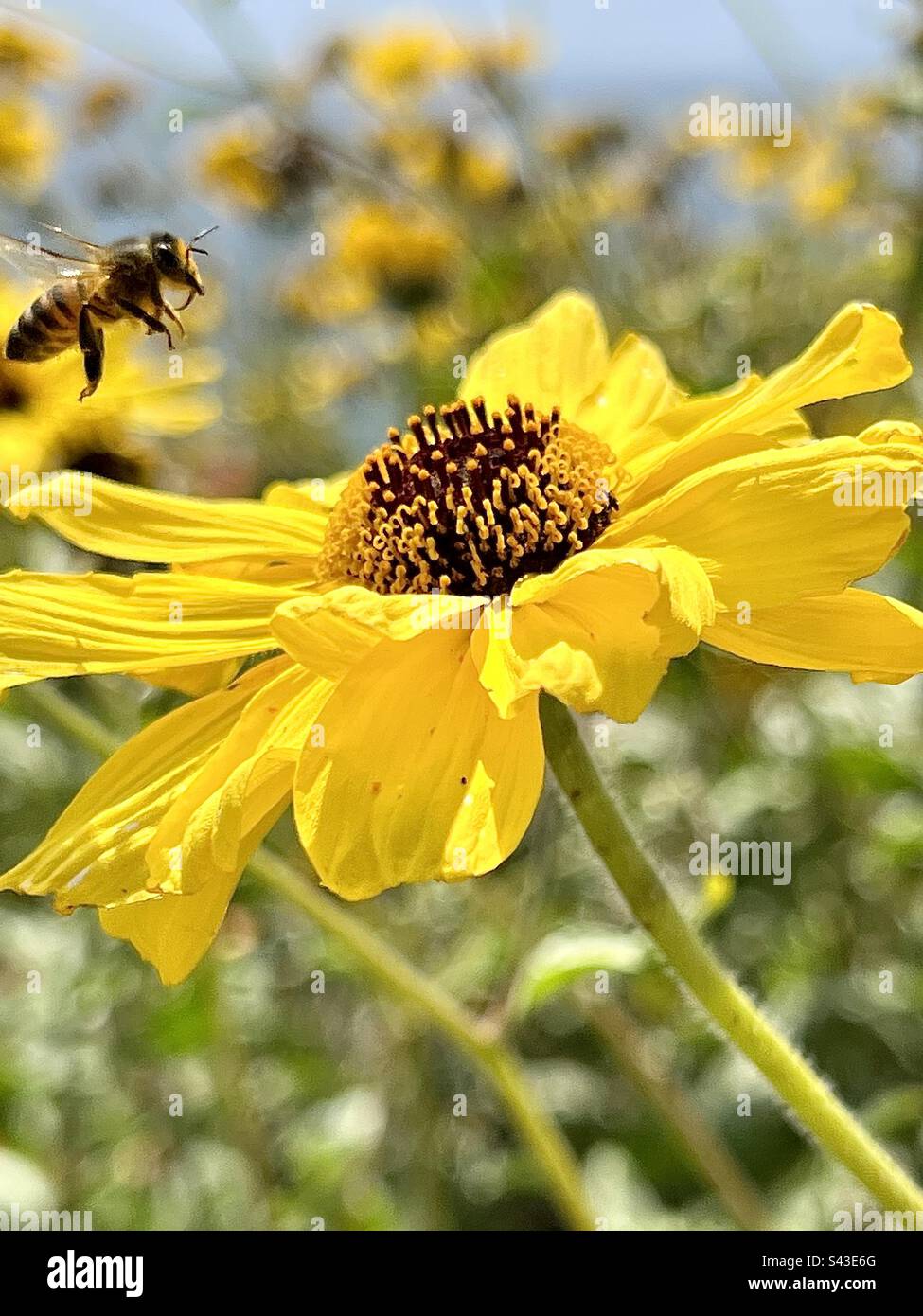 Gelbe Gänseblümchen mit Biene Stockfoto