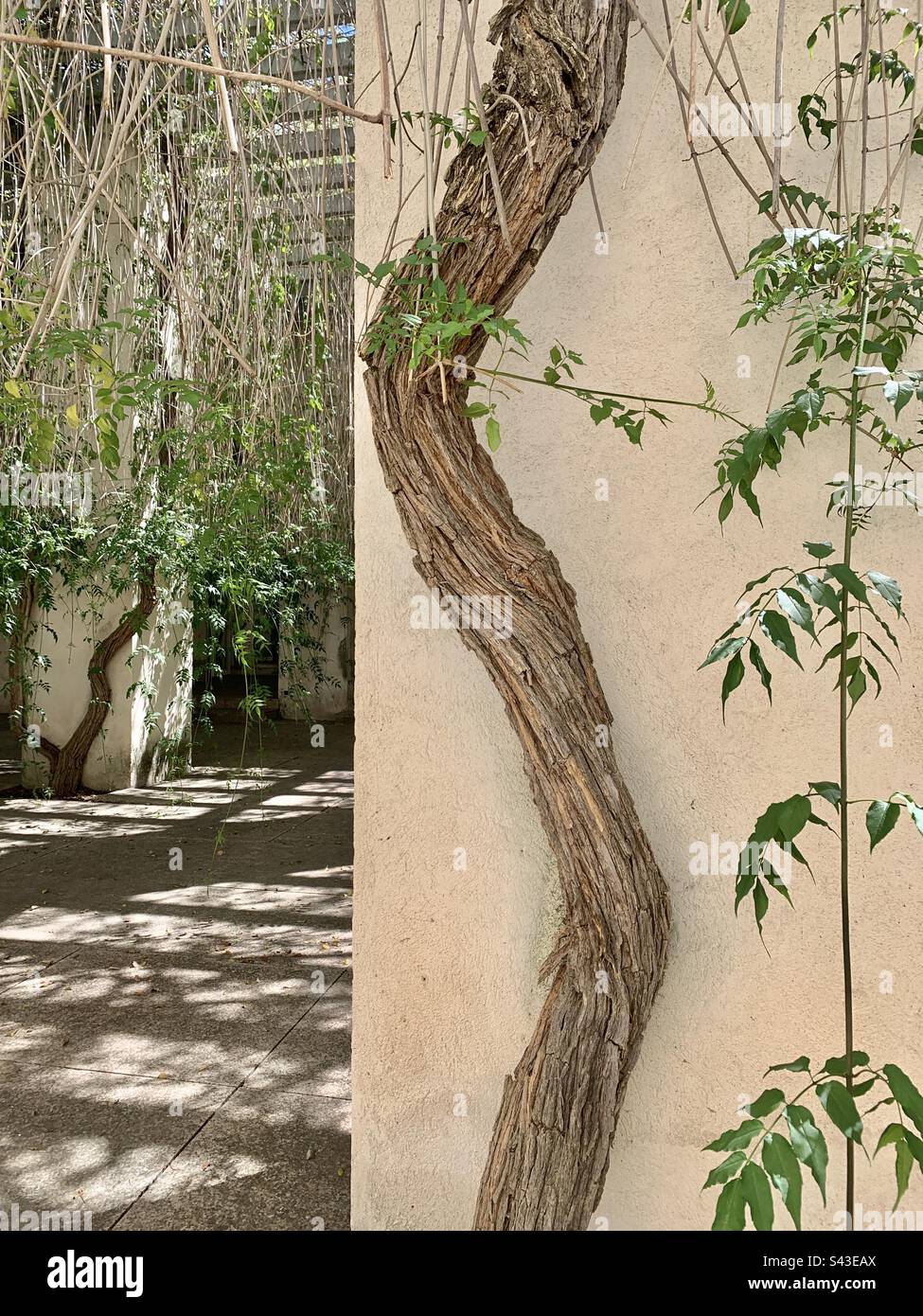 Moderner Garten in Sevilla - Smartphone-aufgenommenes Stockfoto