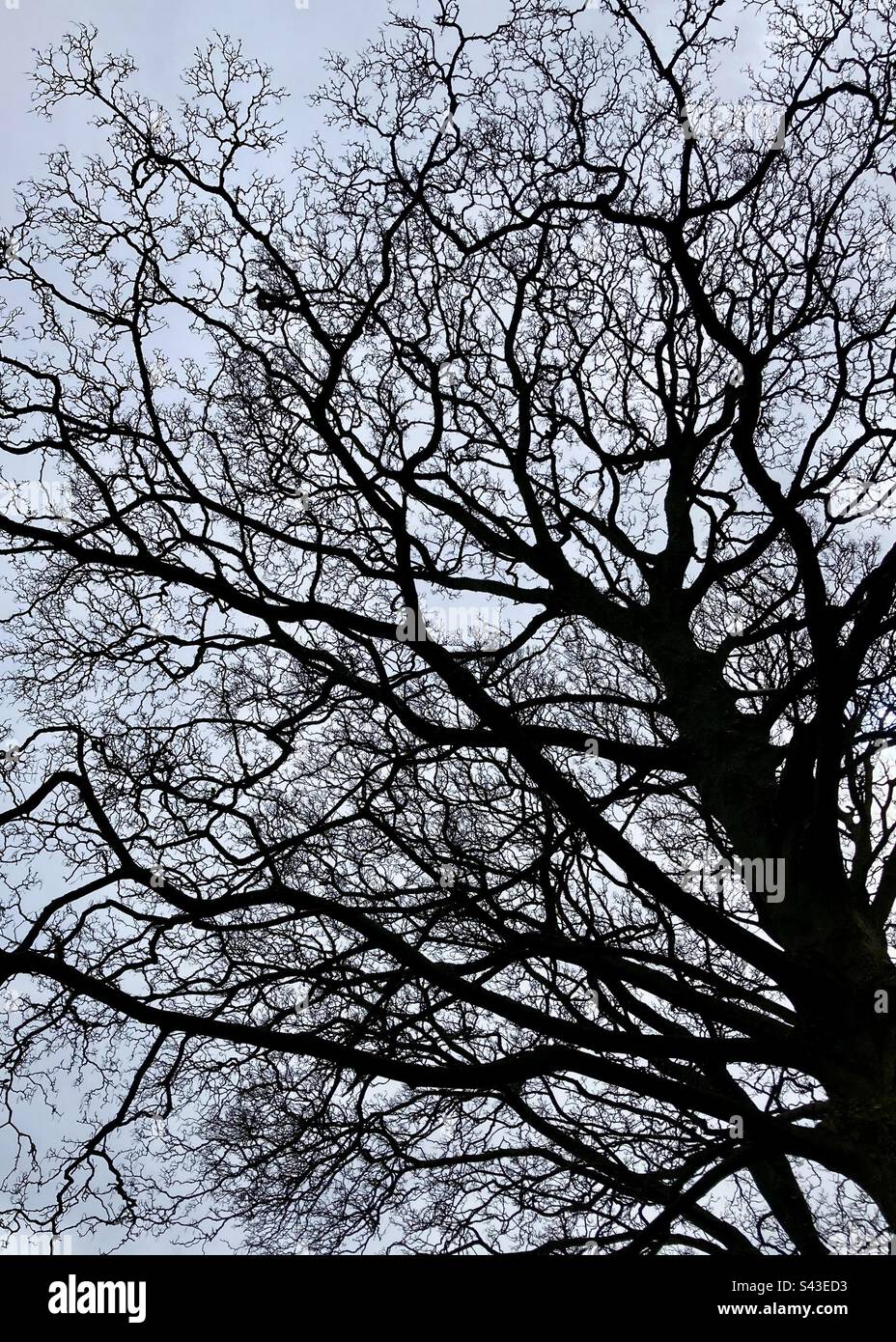 Baumsilhouette im Edinburgh Zoo - Smartphone-aufgenommenes Stockfoto