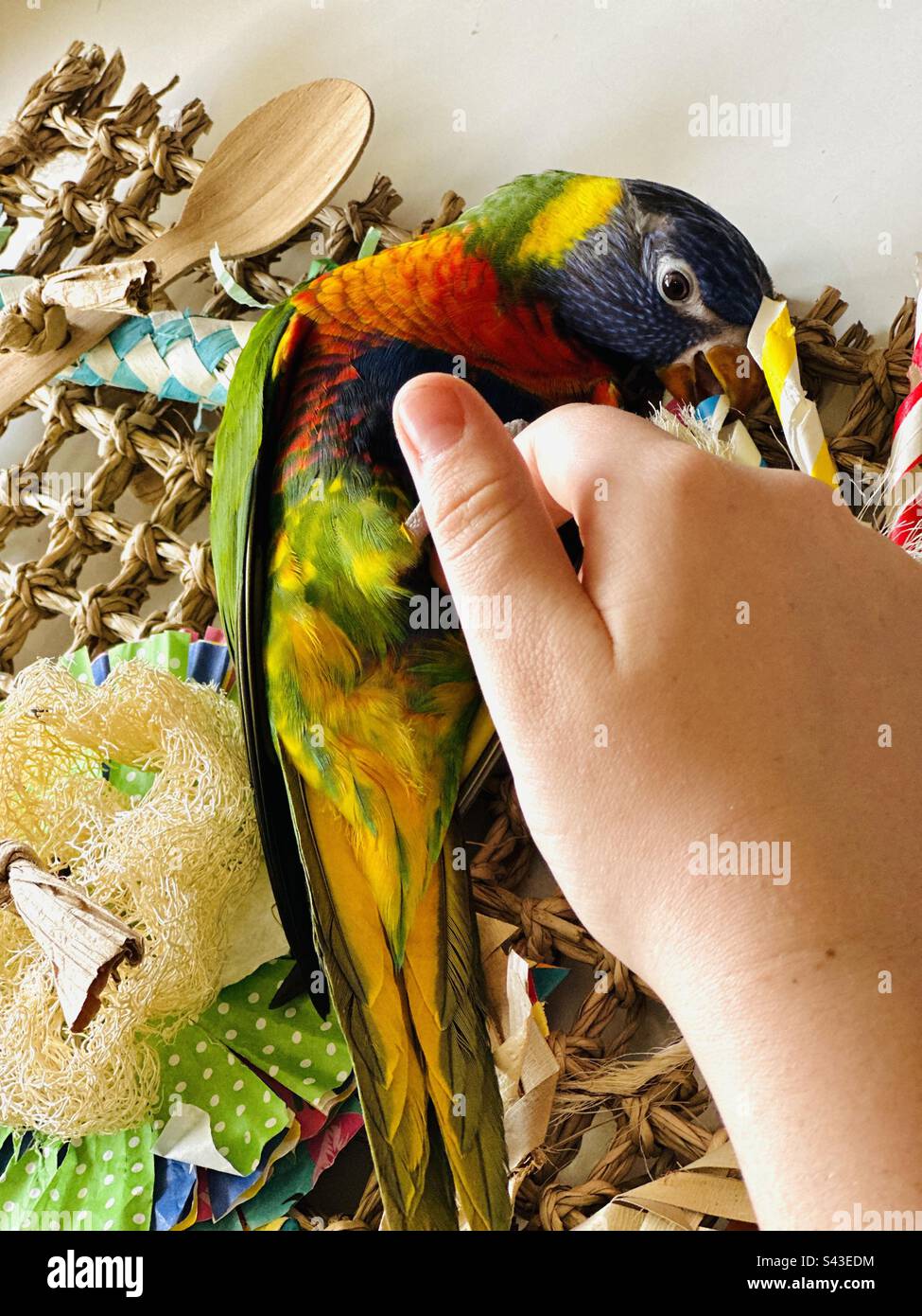 Regenbogenvogel liebt Bauchkitzel Stockfoto
