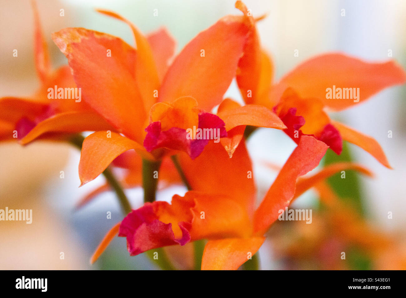 Orangefarbene Orchideen mit Stielen Stockfoto