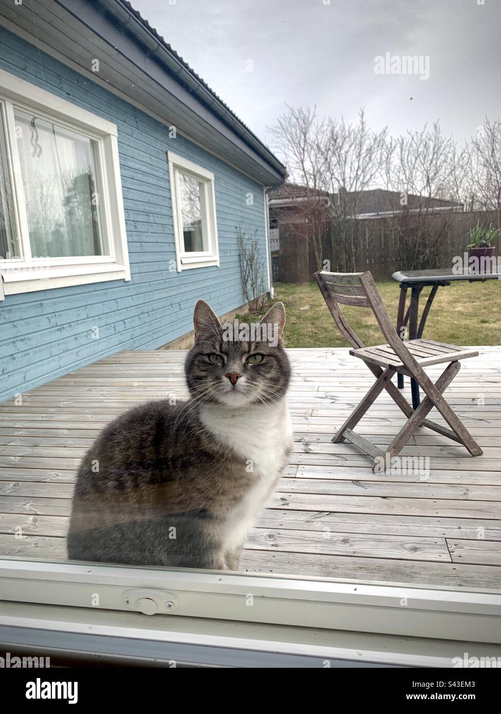 Eine kleine Hauskatze, die auf dem Fensterbrett stand und aus dem Garten kommen wollte, sah mürrisch aus - Smartphone-aufgenommenes Stockfoto