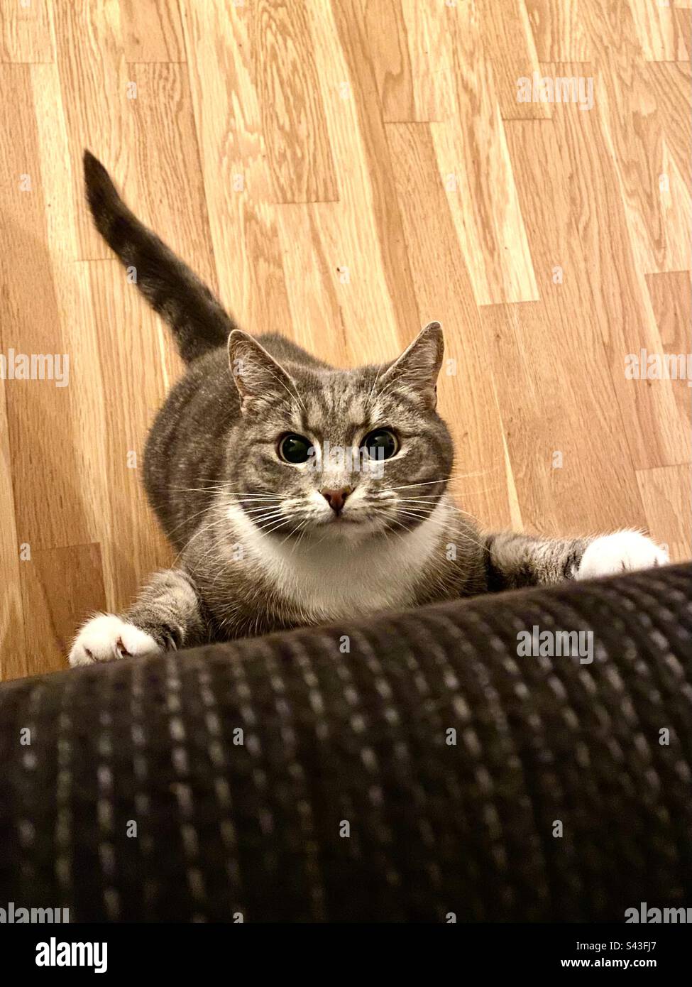 Eine Hauskatze kletterte im Spitzenjägermodus auf ein Sofa und klammerte sich an die Möbel, kurz bevor sie in einen Schlag springte - Smartphone-aufgenommenes Stockfoto
