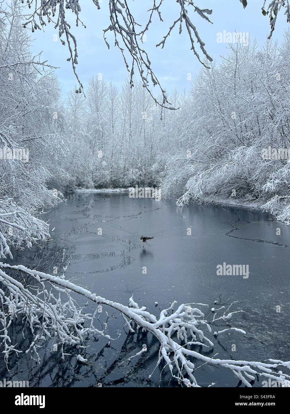 Winterteich mit Enten im pazifischen Nordwesten - Smartphone-aufgenommenes Stockfoto