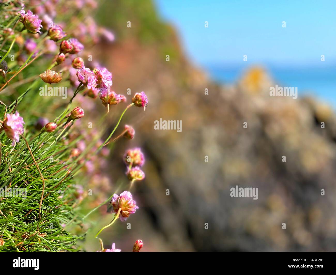 Sea Pink oder Thrift ( Armeria maritima), die an der Küste von Pembrokeshire, West Wales, April, angebaut wird. - Smartphone-aufgenommenes Stockfoto