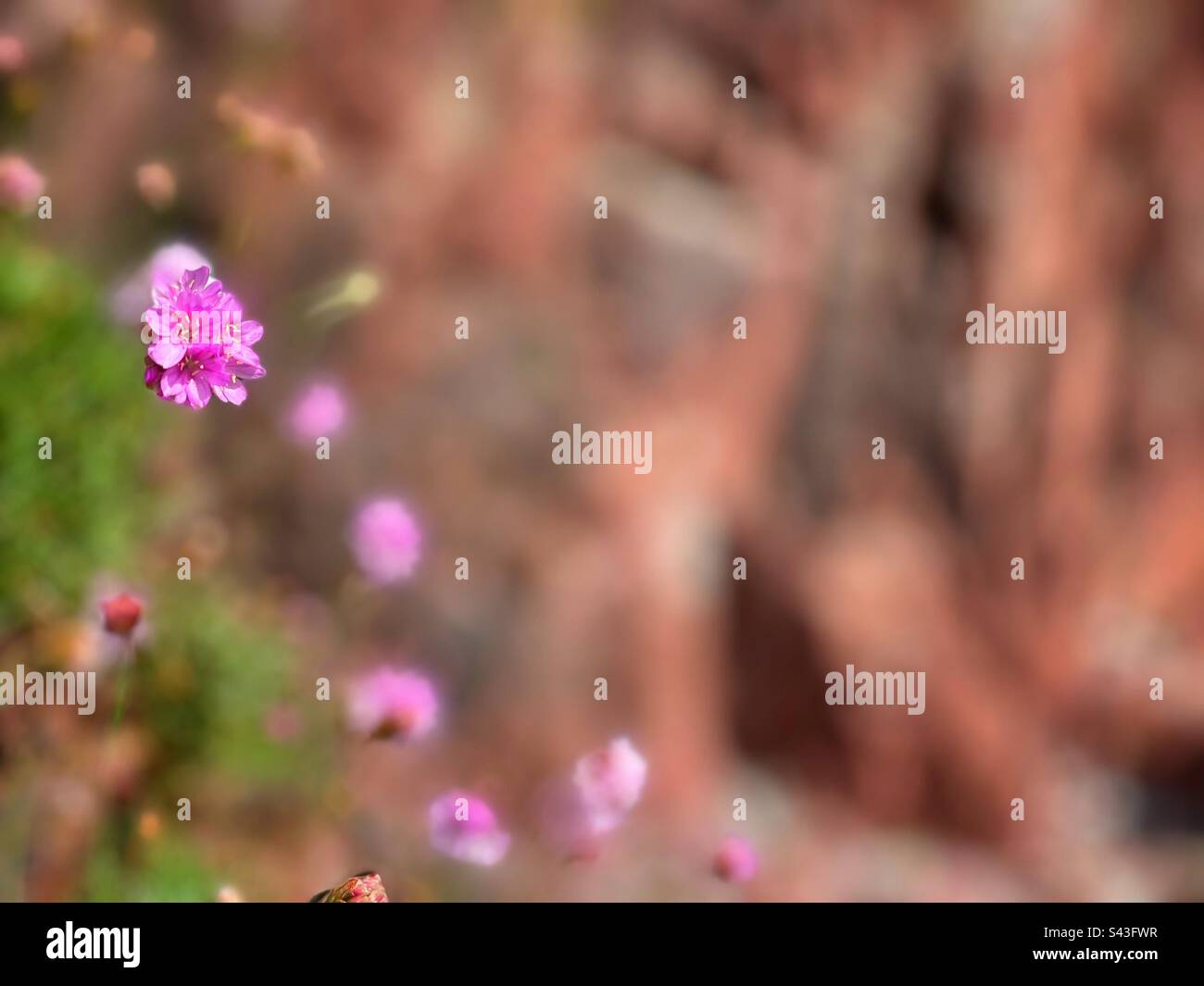 Rosa oder Spargel (Armeria maritima), die in Pembrokeshire, West Wales, April, angebaut wird. - Smartphone-aufgenommenes Stockfoto