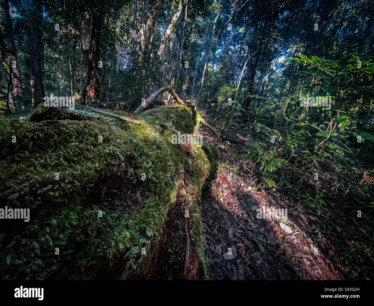 Moos-überdachter Baumstamm in der Nähe des Hauptbahnhofs K'gari (Fraser Island) Stockfoto