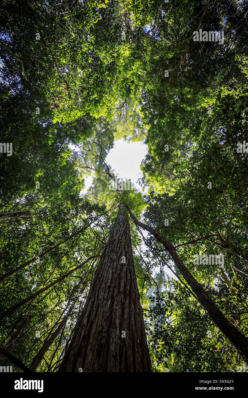 Eine Lücke in der Baumkrone des Regenwalds auf K'gari (Fraser Island). Im Tal der Riesen gelegen Stockfoto