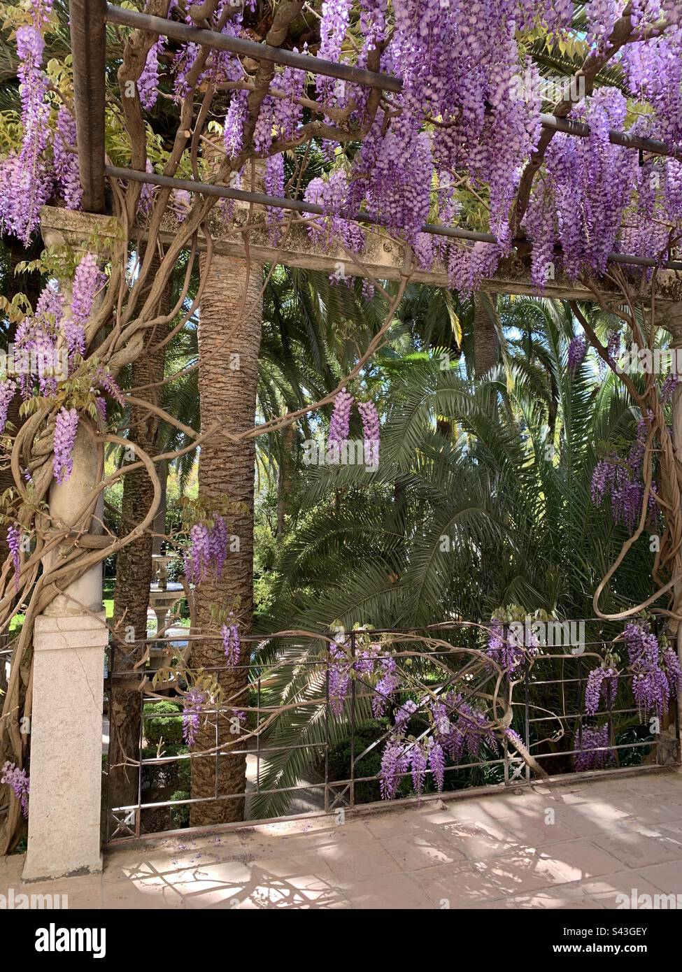 Lila Wisteria im Garten andalusien - Smartphone-aufgenommenes Stockfoto