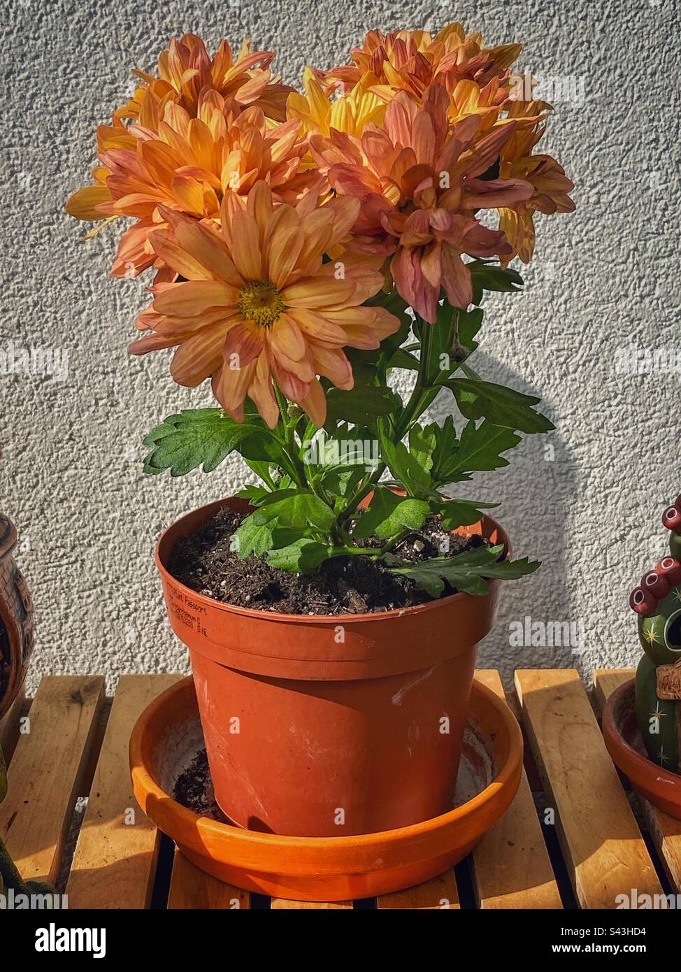 Orangenblüte Osterblume in braunem Blumentopf auf einem Balkon in München. Stockfoto