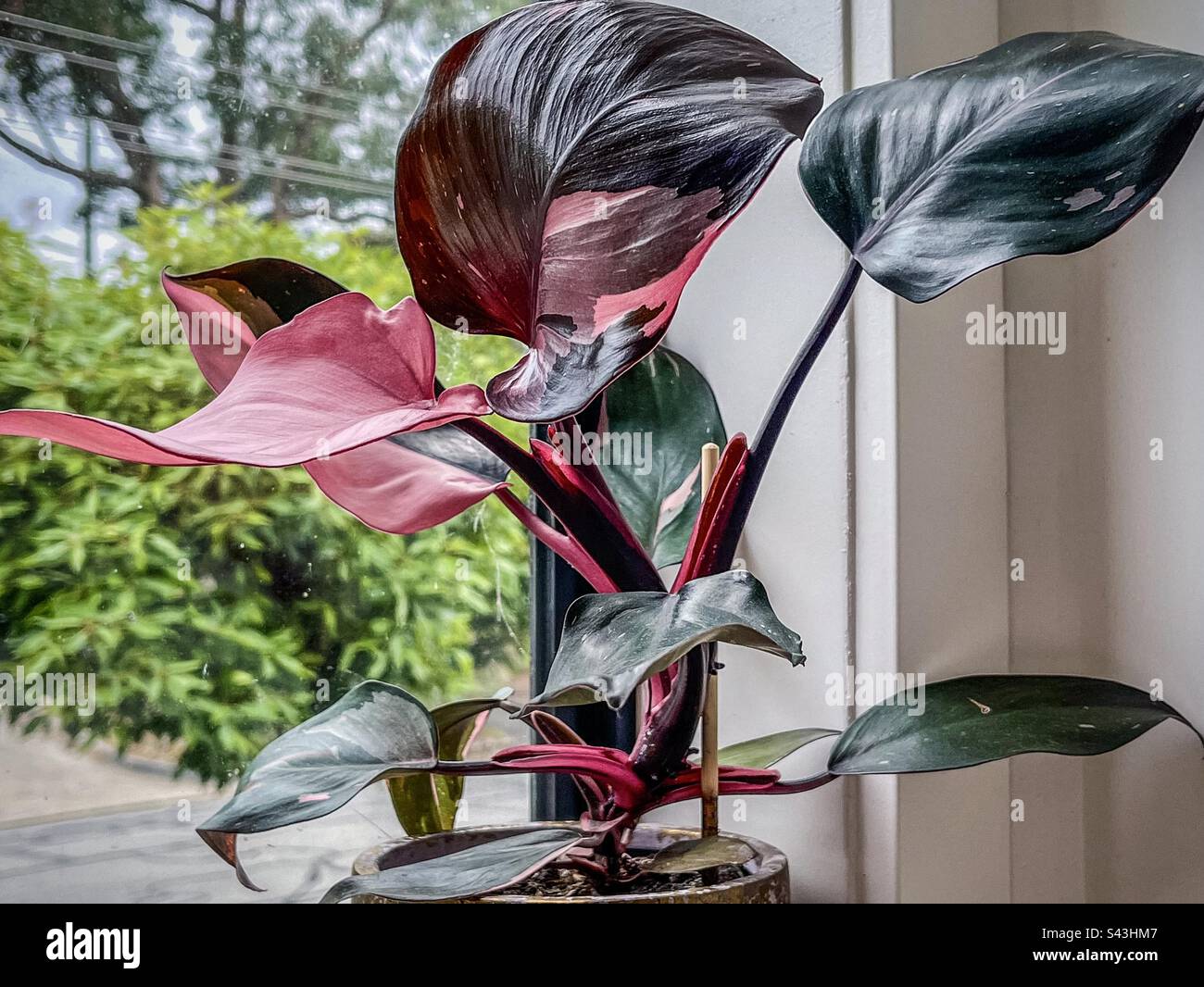 Nahaufnahme einer Pink Princess Philodendron Pflanze mit rosa und grünen Blättern auf dem Fensterbrett. - Smartphone-aufgenommenes Stockfoto