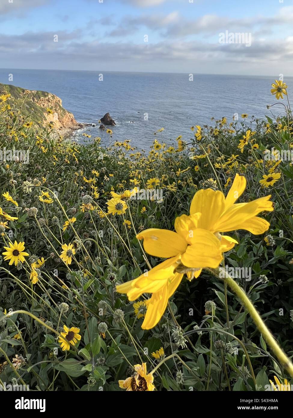 Frühlingsblumen an der Küste Stockfoto
