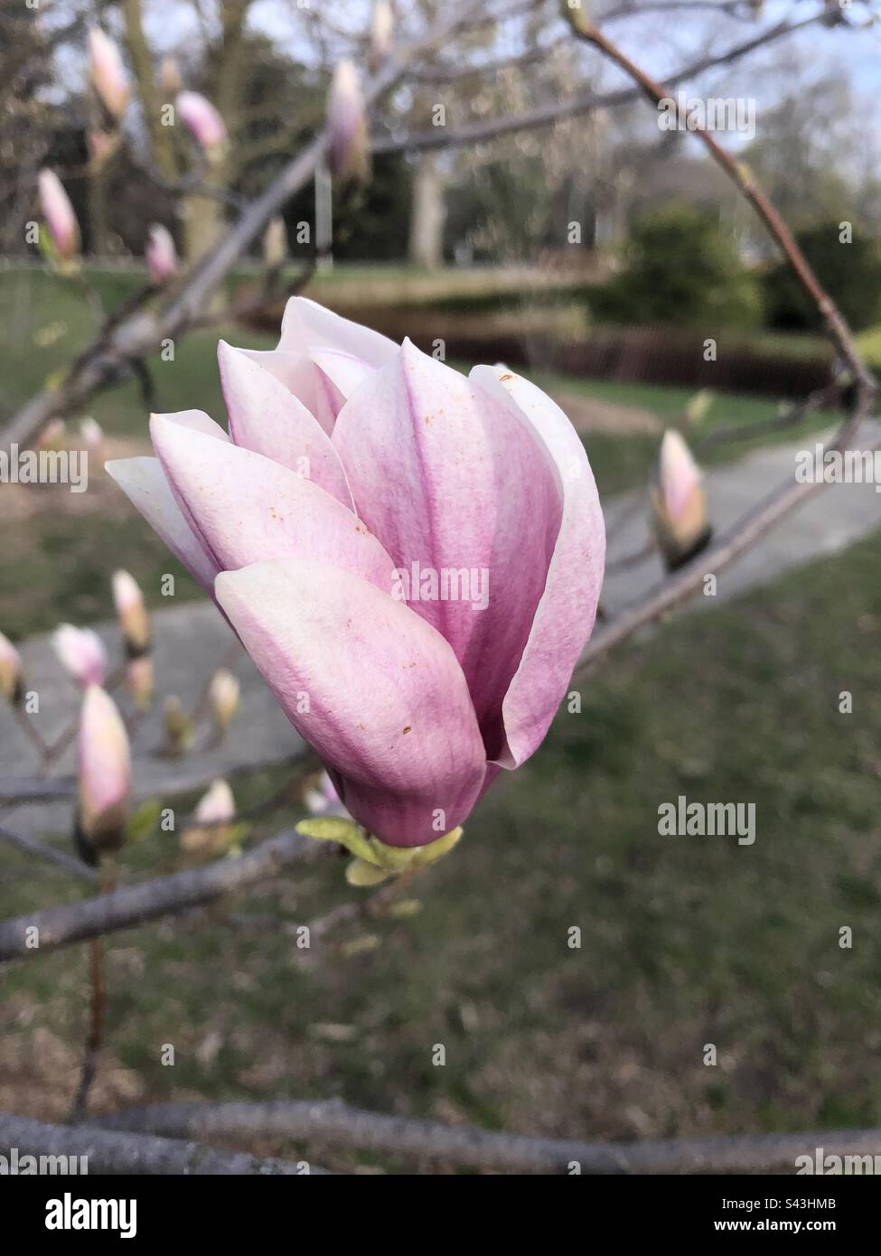Frühlingsblüte - Magnolie Stockfoto