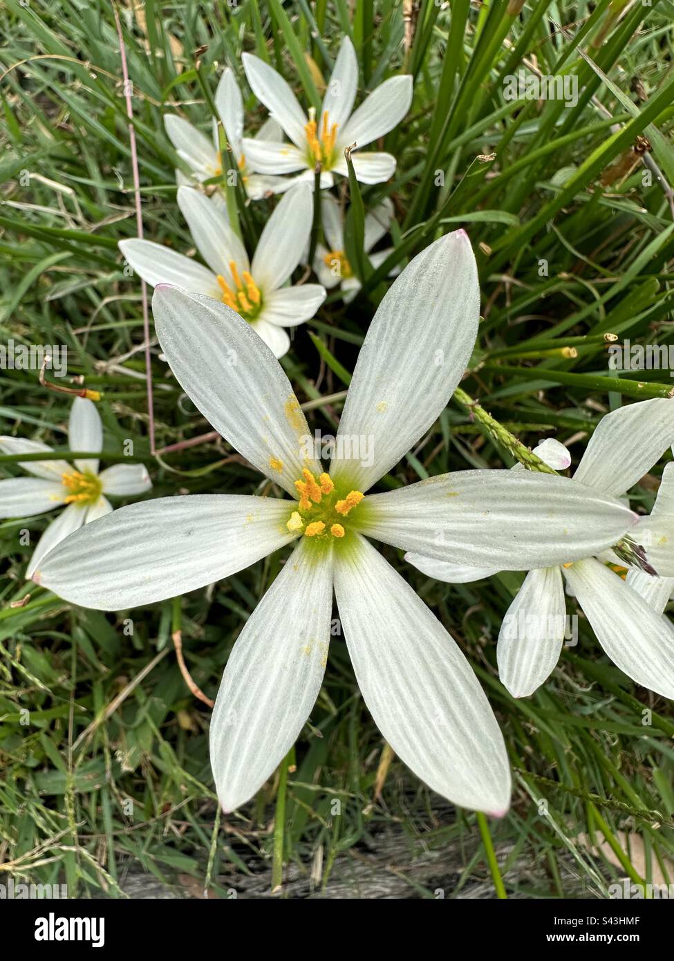 Weiße Regenlila Blume - Smartphone-aufgenommenes Stockfoto