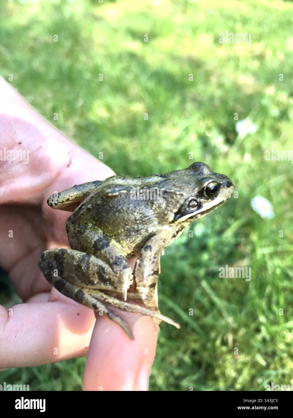 Babyfrosch an der Hand - Smartphone-aufgenommenes Stockfoto