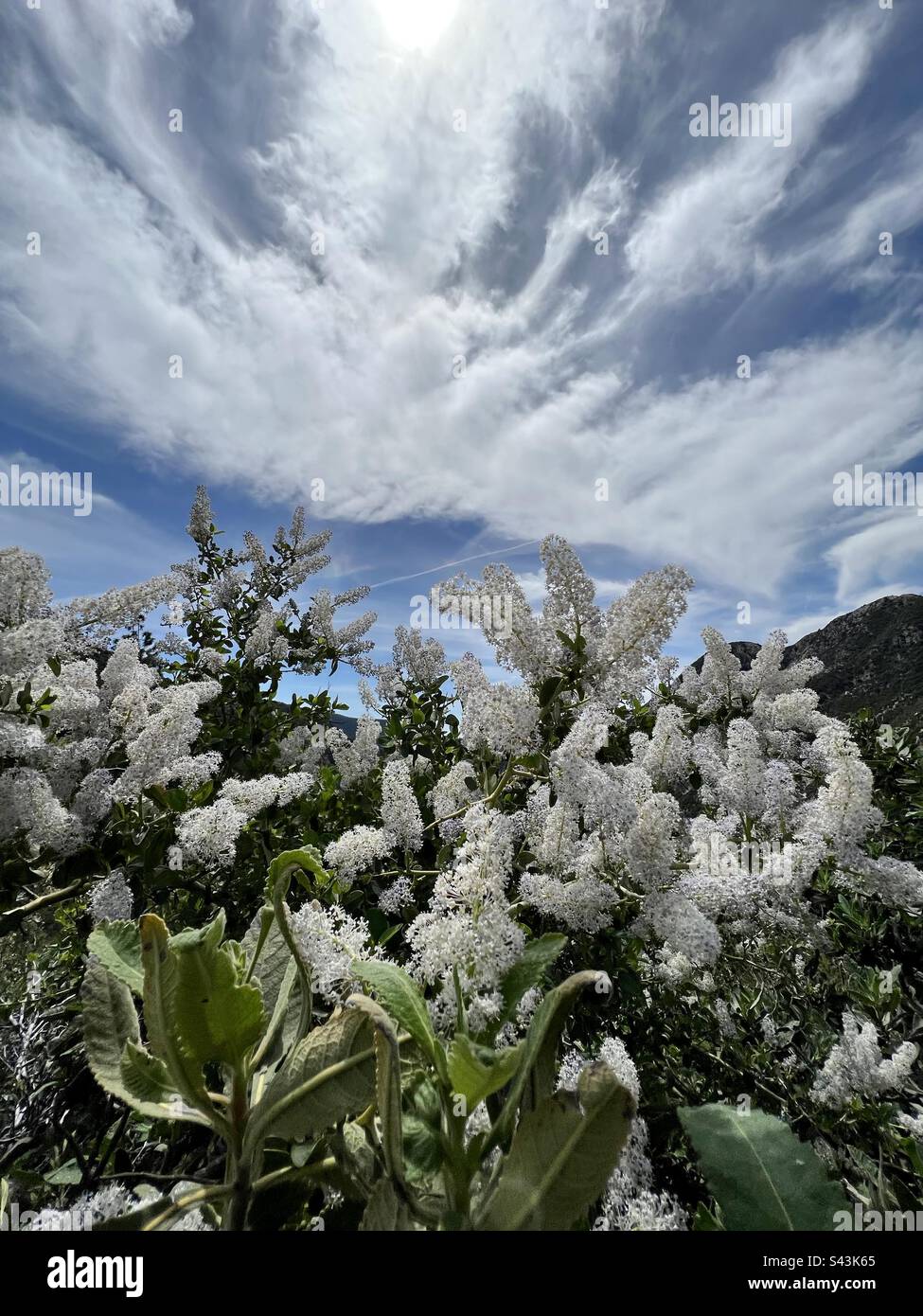 Weiße Blumen mit dramatischen Wolken Stockfoto