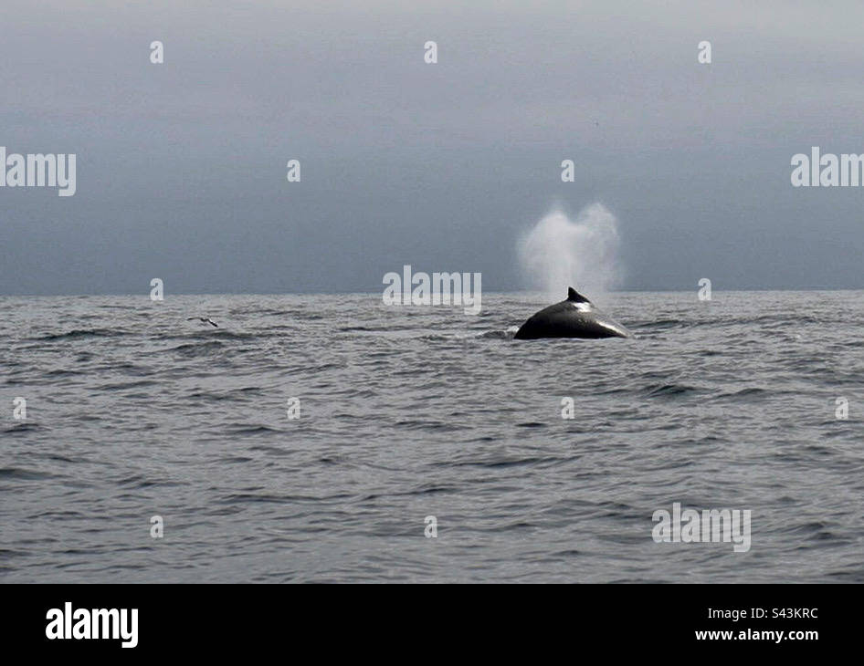Buckelwale beobachten in Mancora Peru - Smartphone-aufgenommenes Stockfoto