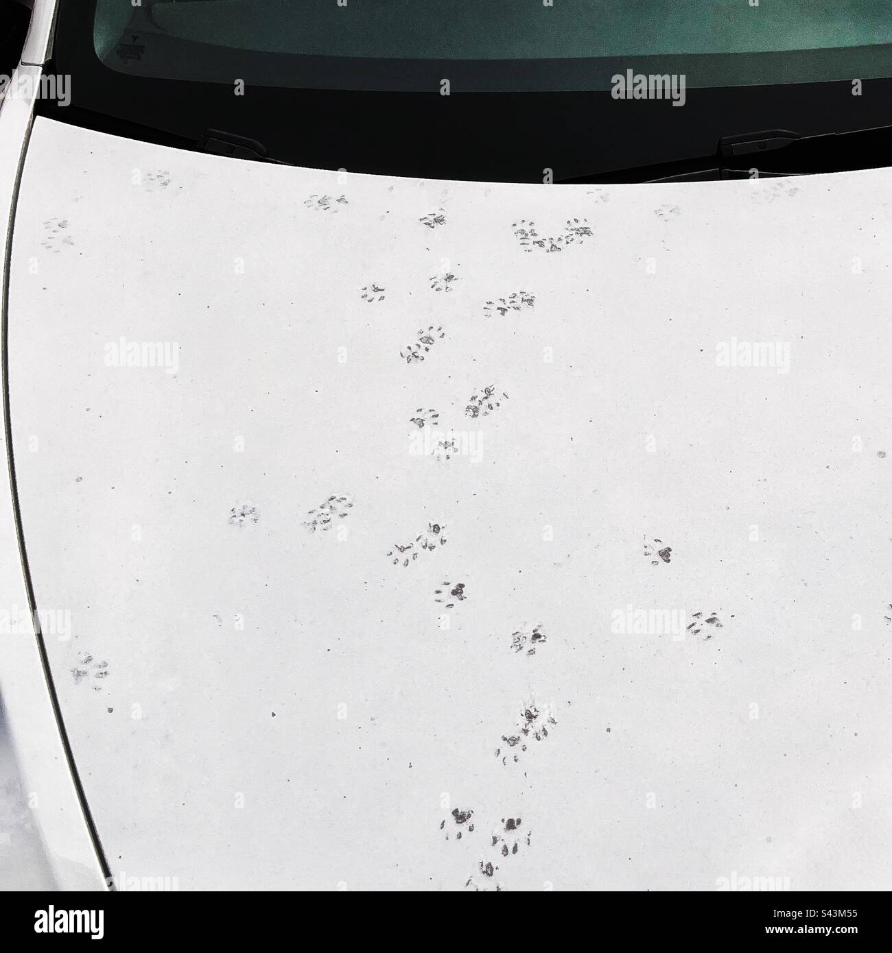 Katzenpfoten auf weißer Motorhaube - Smartphone-aufgenommenes Stockfoto