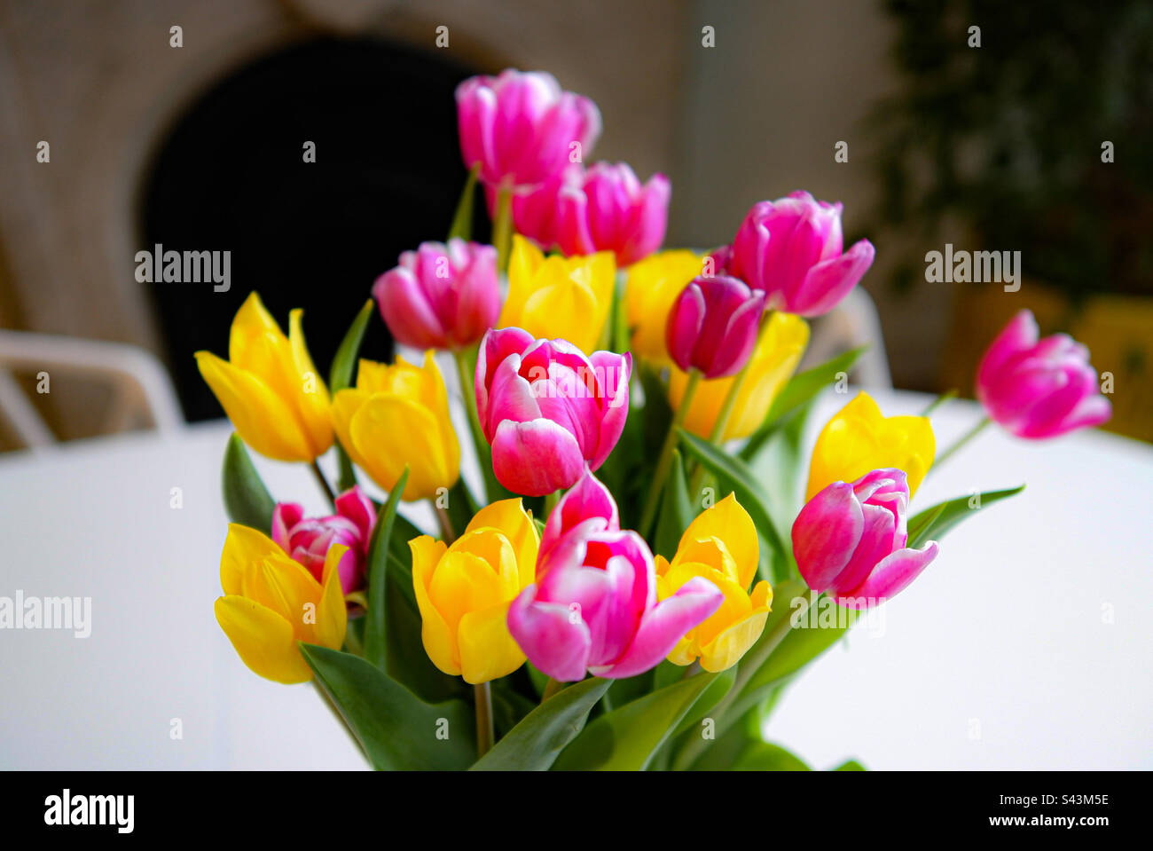 Pinkfarbene und gelbe Tulpen auf einem weißen Tisch Stockfoto