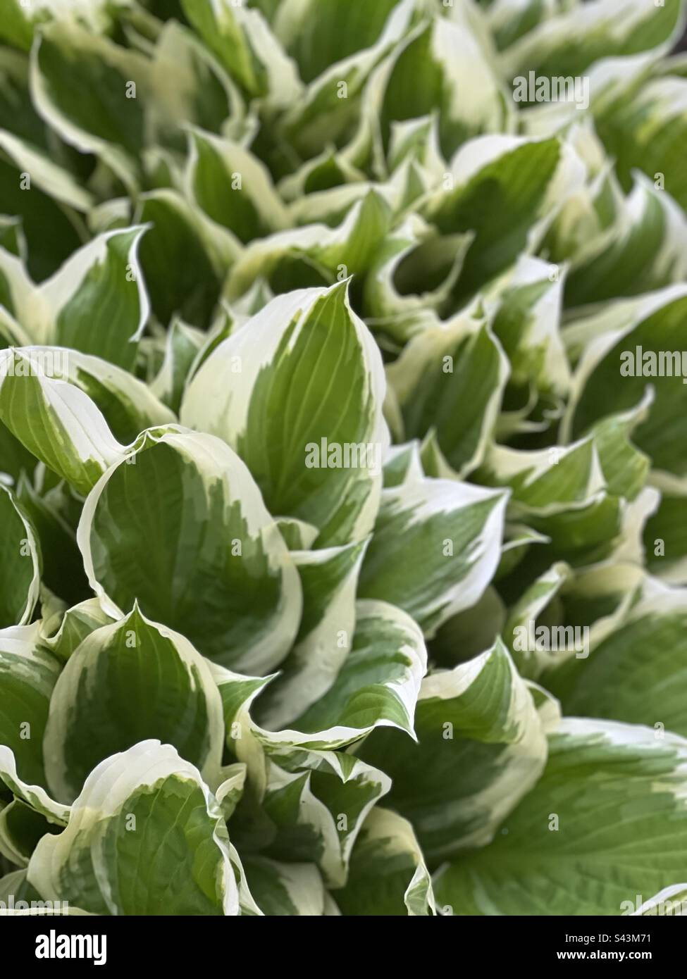 Verschiedene Hosta-Pflanzen - grün mit weißen Blättern Stockfoto