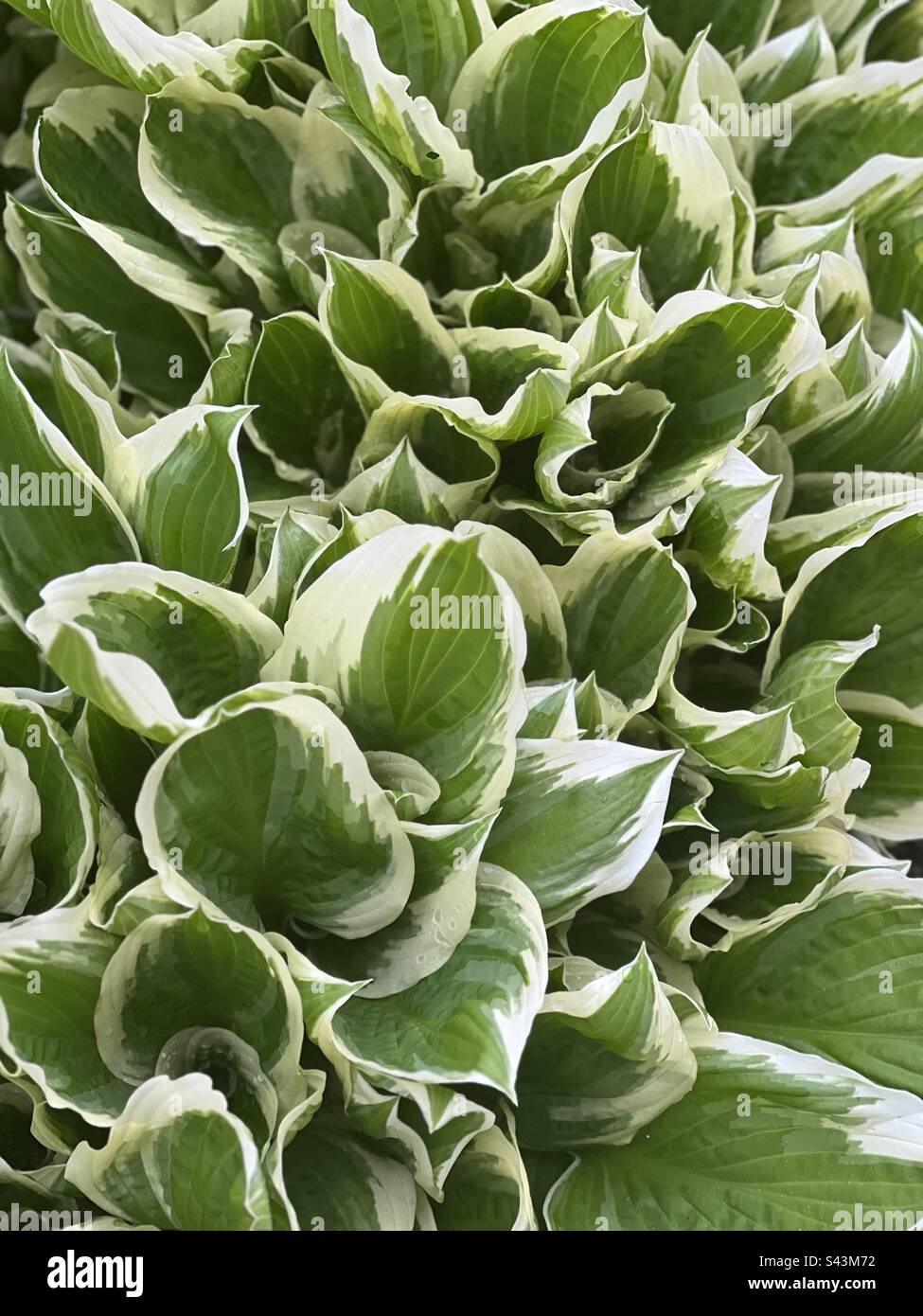 Variegierte Hosta mit grünen Blättern und weißen Spitzen Stockfoto