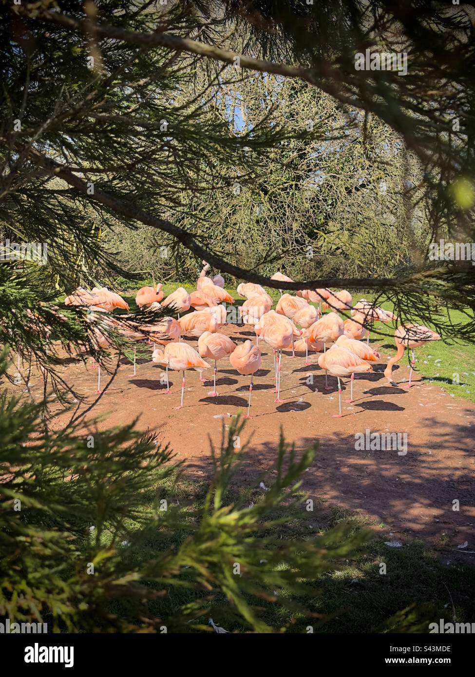 Flamingo-Treffen Stockfoto