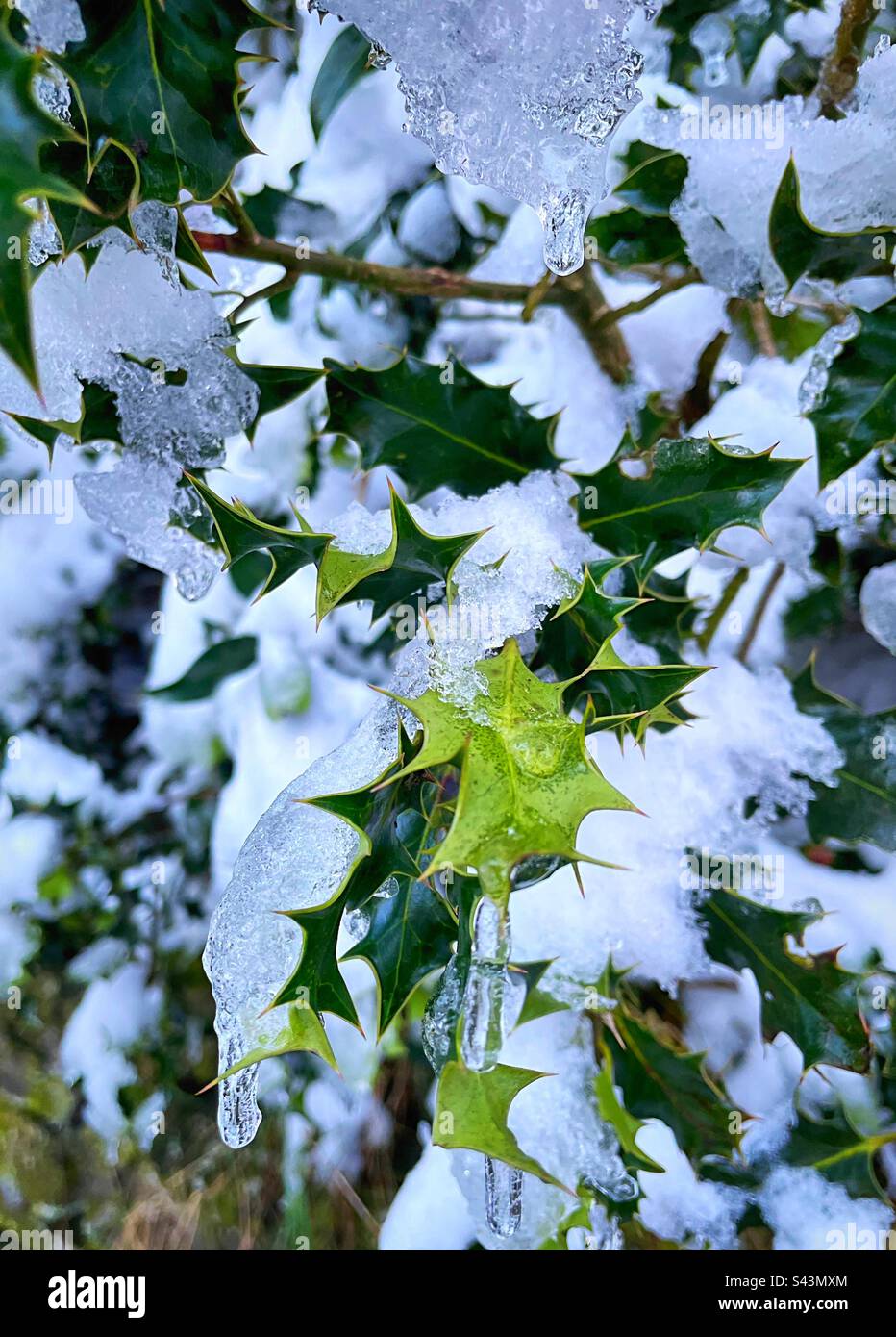 „Holly-Days“-Schnee und -Eis verleihen der Landschaft eine festliche Atmosphäre, da sie im Winter einen heiligen Busch schmücken. Stockfoto