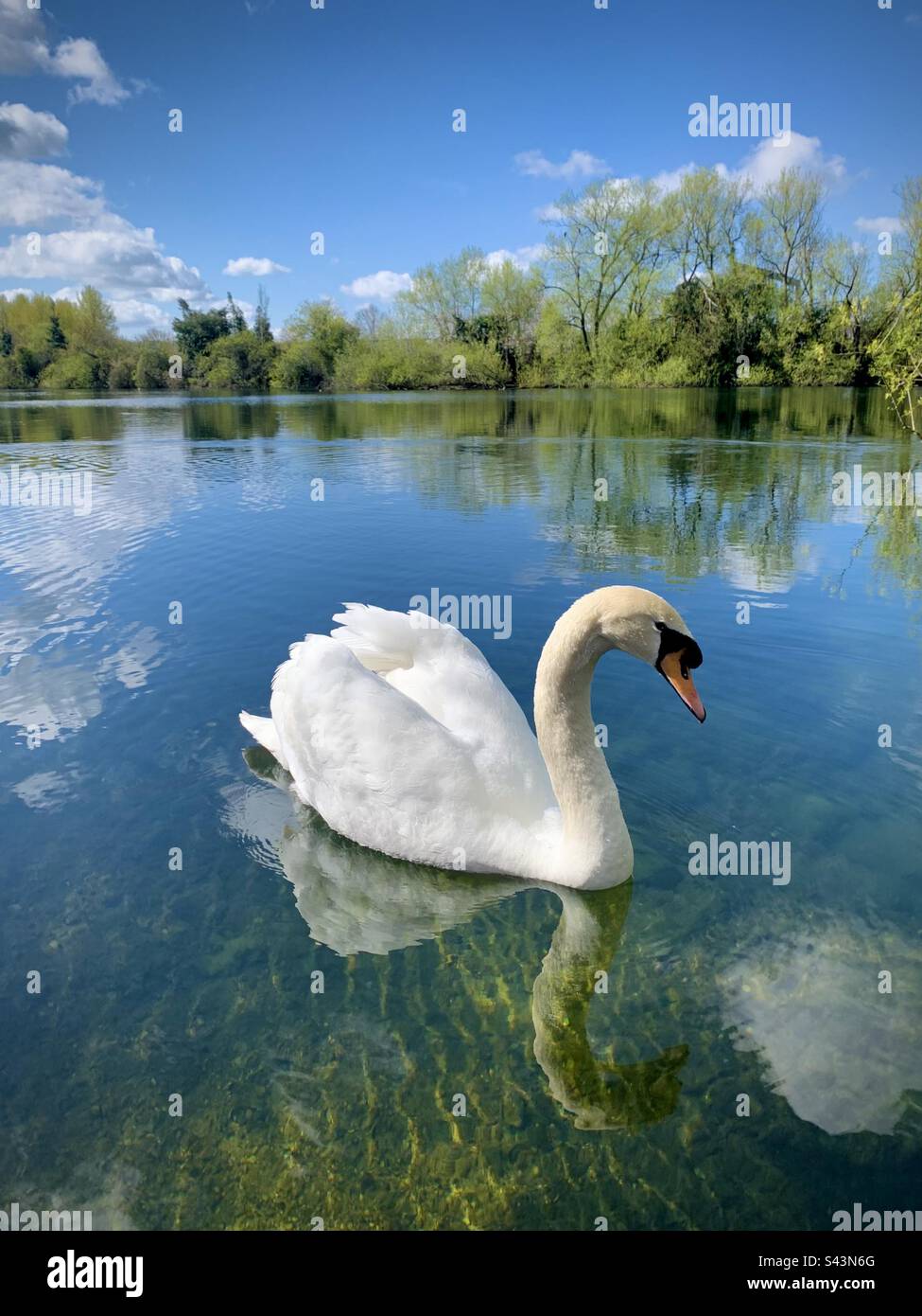 Swan auf Hinksey Lake Oxford Stockfoto