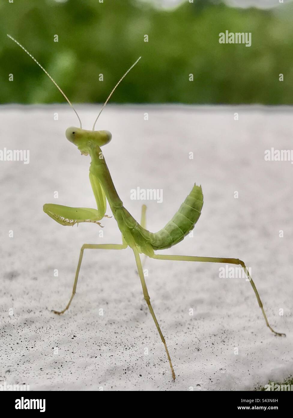Eine kürzlich geschlüpfte riesige asiatische Mantis. - Smartphone-aufgenommenes Stockfoto