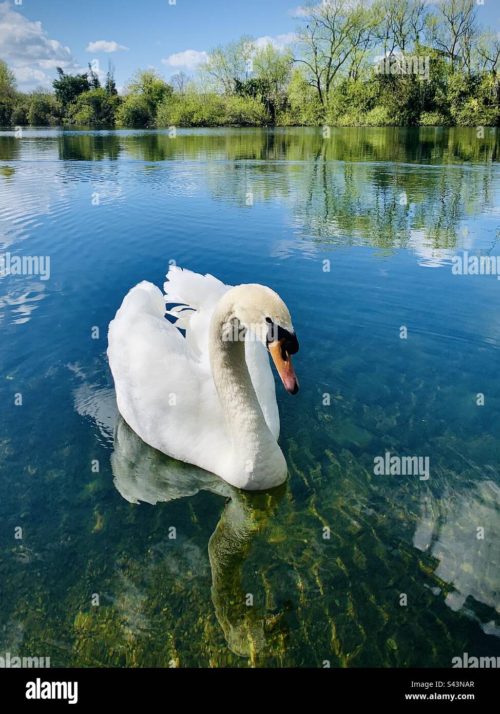 Swan auf Lake Hinksey, Oxford Stockfoto