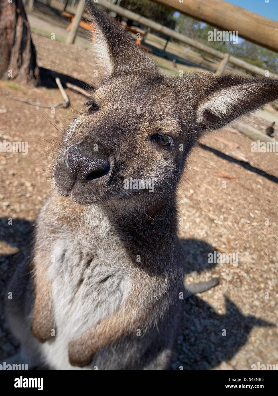 Australisches Wallaby im Moonlit Sanctuary Victoria Australia Stockfoto