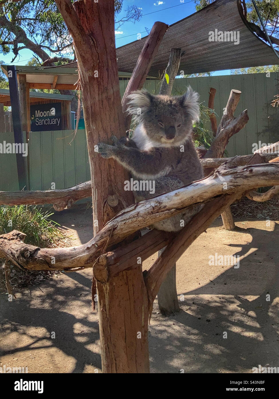 Koalabär im Moonlit Sanctuary Australia Stockfoto