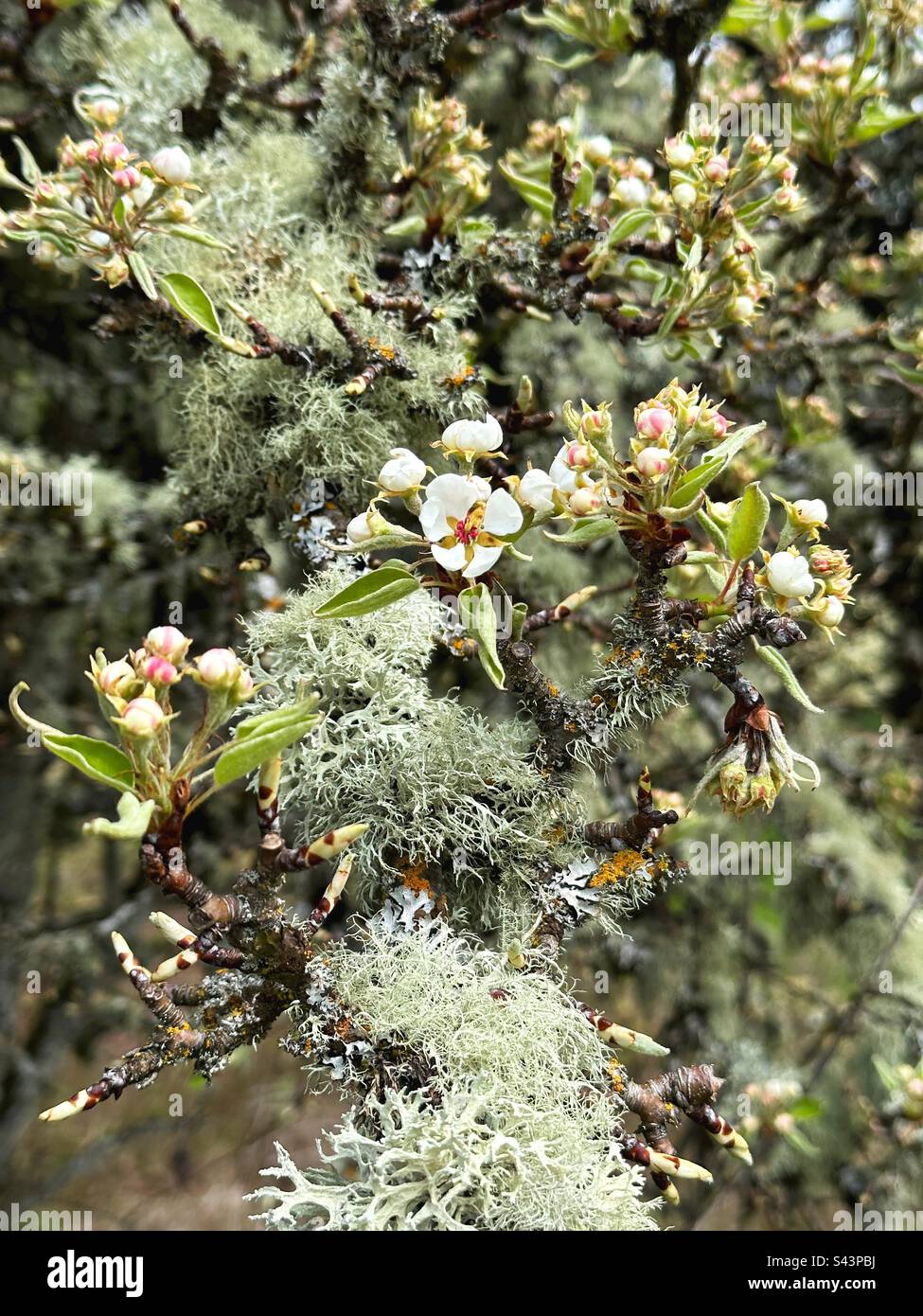 Wunderschöne Blüten auf einem mit Flechten bedeckten Zweig eines Birnenbaums Stockfoto