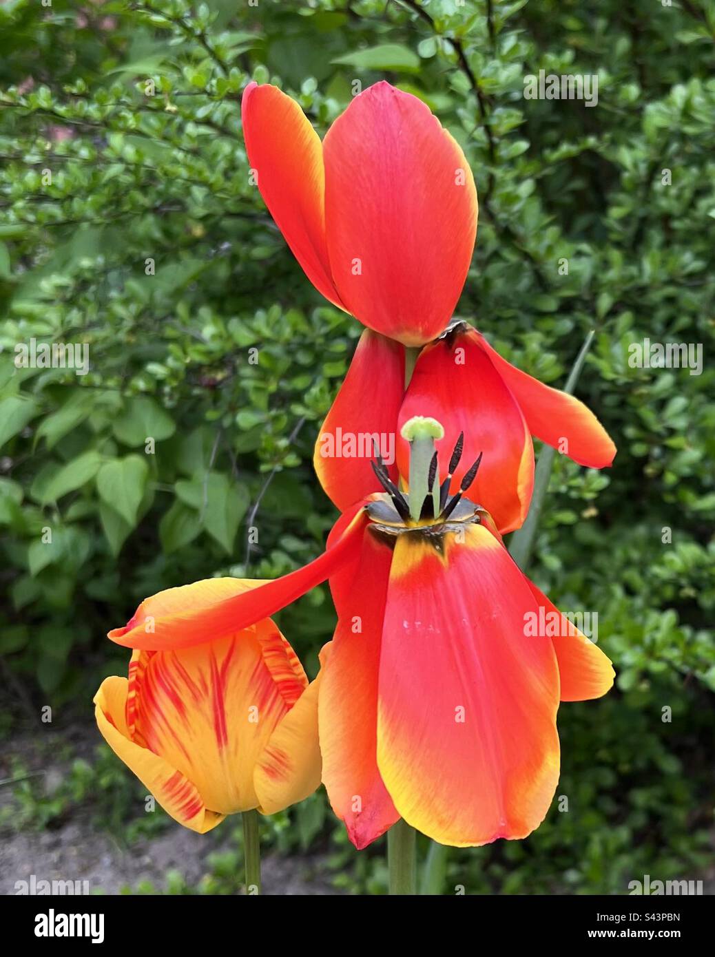 Der Wind bläst Tulpen. Orangefarbene und gelbe Frühlingsblumen. Stockfoto