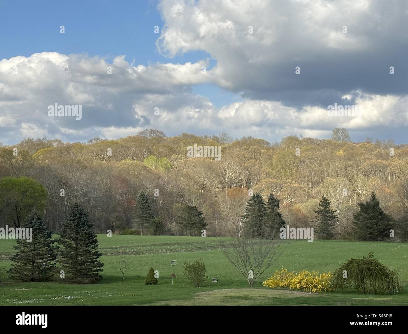 Blick auf einen malerischen Hinterhof in East Lyme, Connecticut im Frühling, während die Bäume ihre Blätter entwickeln. Grüne Laubtöne mit Holz im Hintergrund. - Smartphone-aufgenommenes Stockfoto