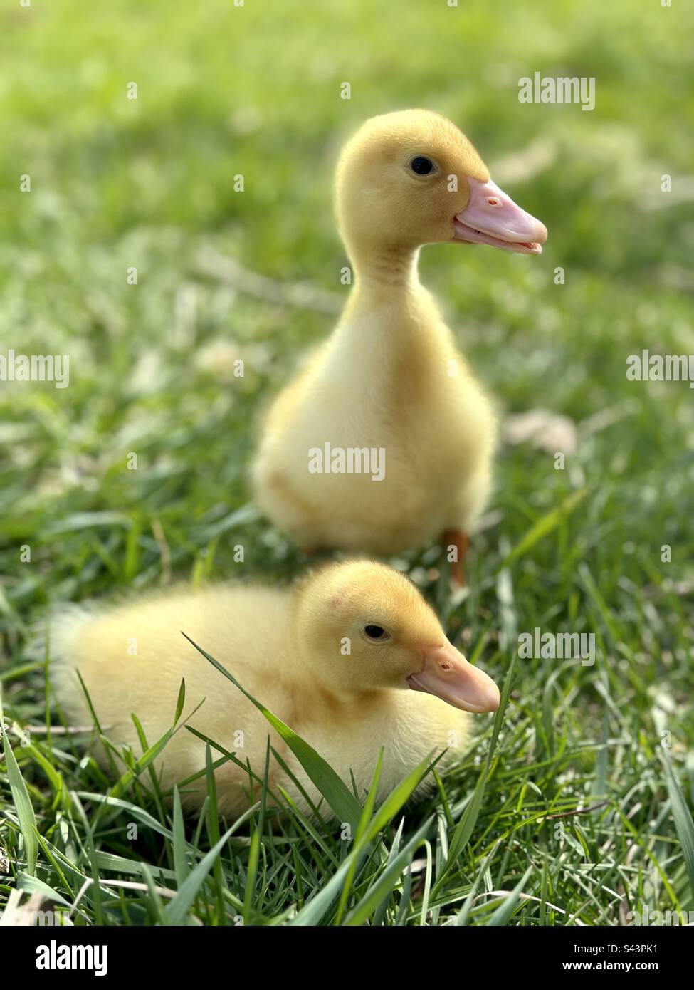 Baby-Entlein im hellgrünen Frühlingsgras. - Smartphone-aufgenommenes Stockfoto