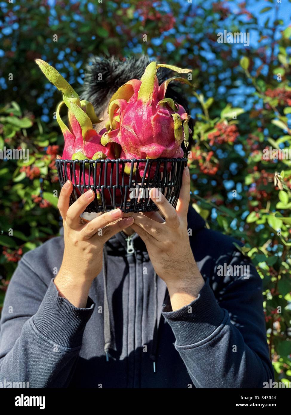 Ein erwachsener Mann hält im Herbst einen schwarzen Korb mit roten Drachenfrüchten gegen hohe Cotoneaster-Sträucher mit roten Beeren. - Smartphone-aufgenommenes Stockfoto