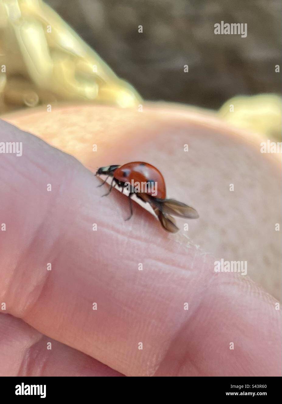 Marienkäfer auf kaukasischer Hand Stockfoto