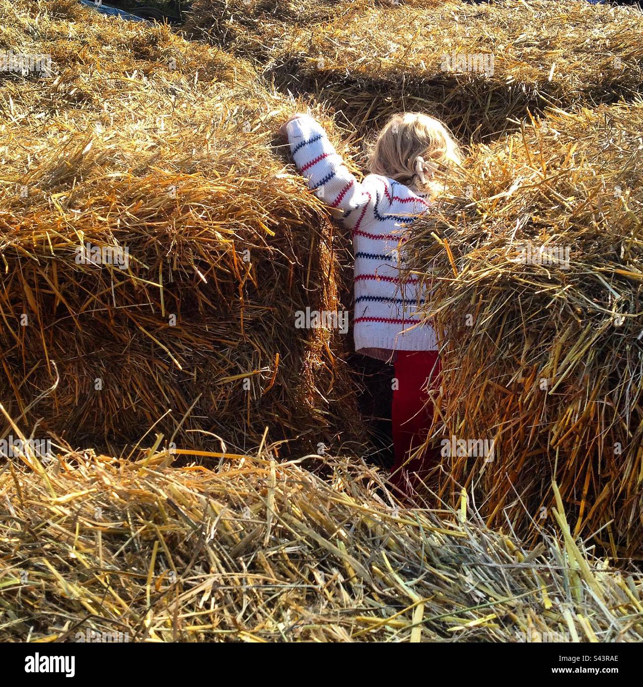 Ein junges 6-jähriges Mädchen auf einem Erntefest, das sich unter Heuballen versteckt und ein Strohlabyrinth bildet Stockfoto