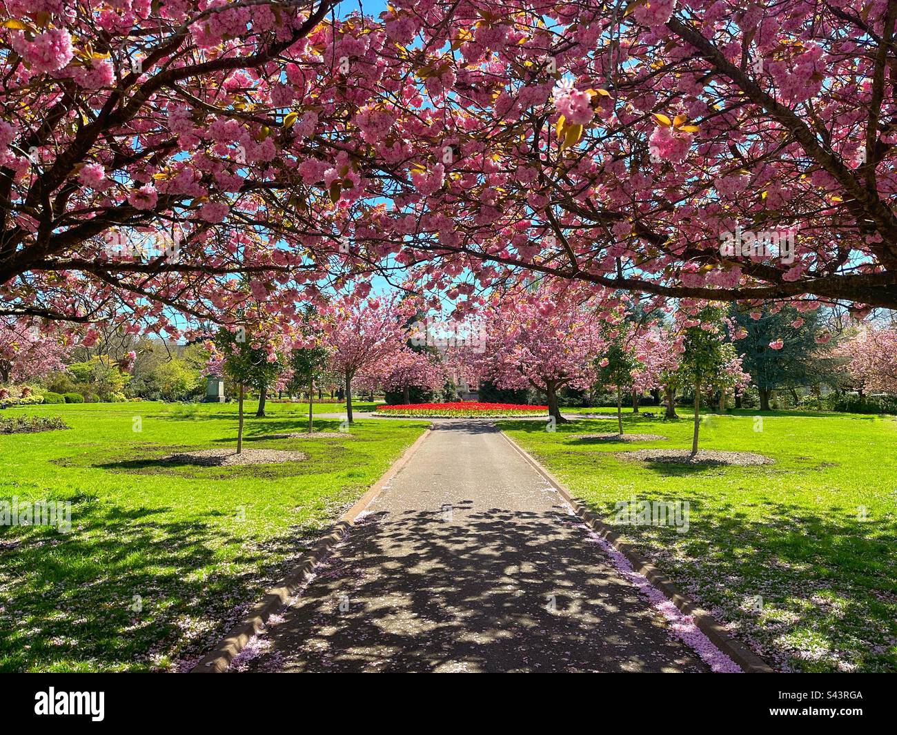 Malerischer Landblick auf einen öffentlichen Park im Frühling mit Blick auf blühende japanische Kirschbäume. Keine Menschen. Stockfoto