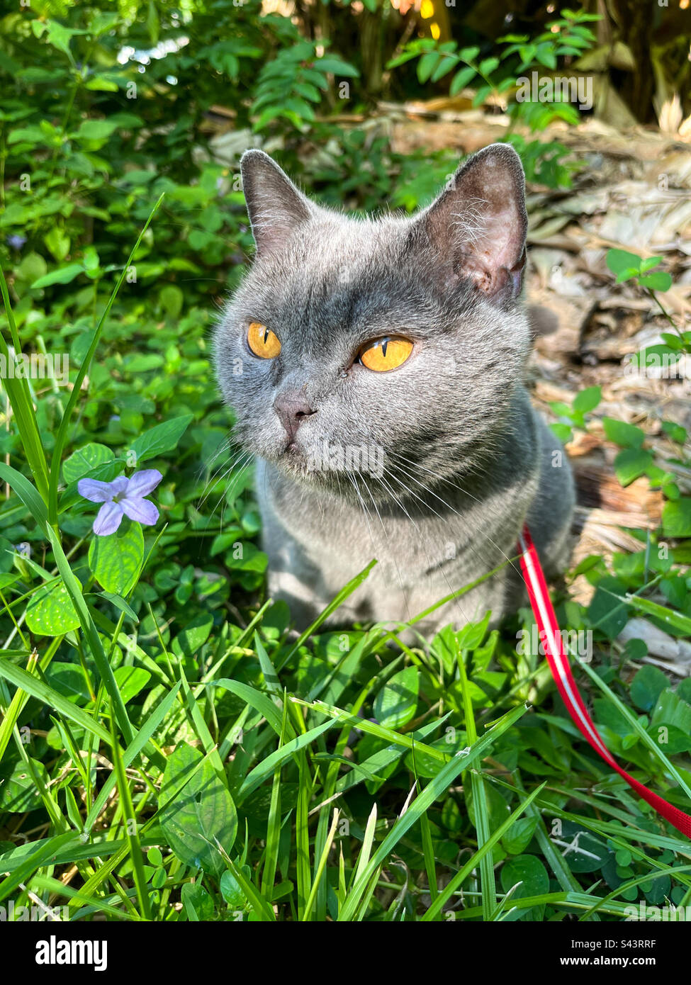 Britische Kurzhaarkatze draußen an der Leine - Smartphone-aufgenommenes Stockfoto