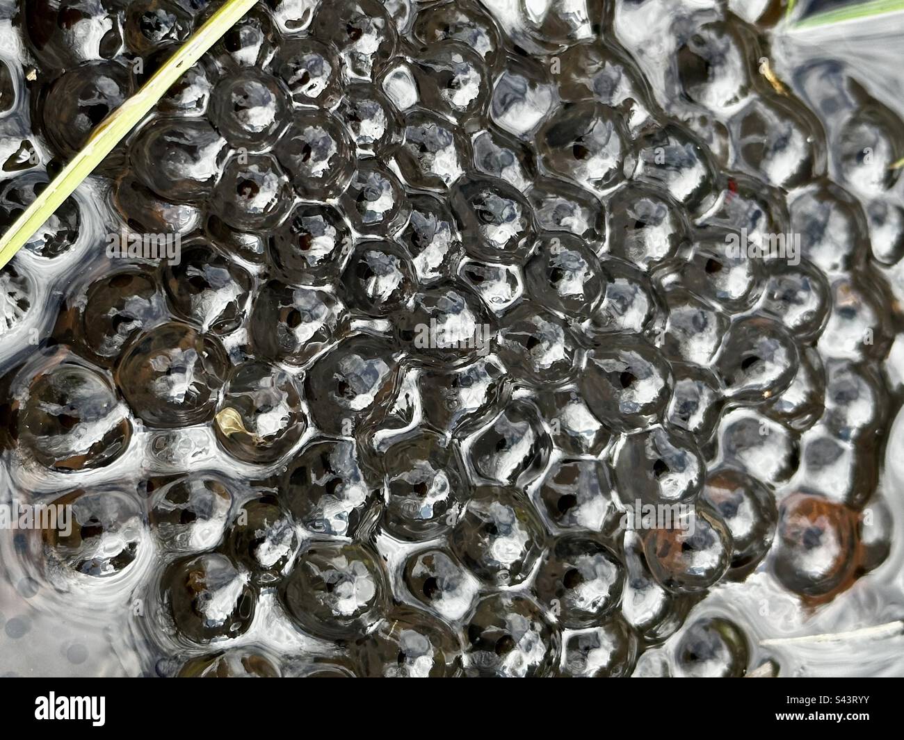 Frogspawn im Frühlingsteich - Smartphone-aufgenommenes Stockfoto