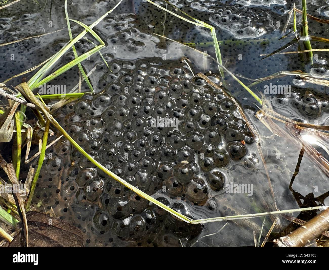 Frogspawn im Frühlingsteich - Smartphone-aufgenommenes Stockfoto