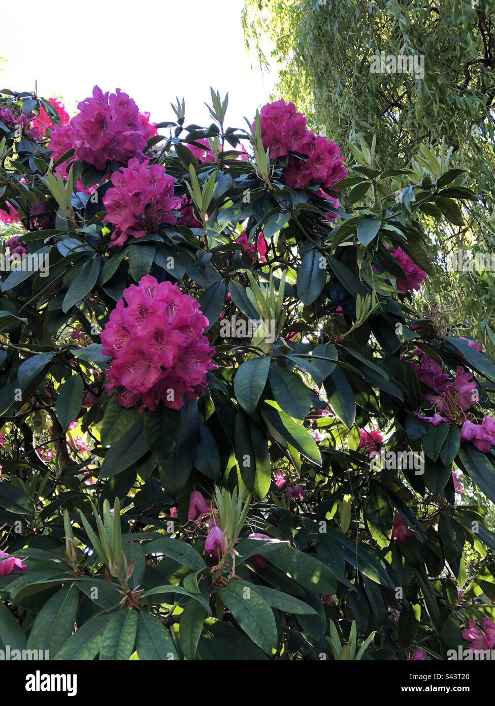 Rododendronbusch Fotos und Bildmaterial in hoher Auflösung Alamy