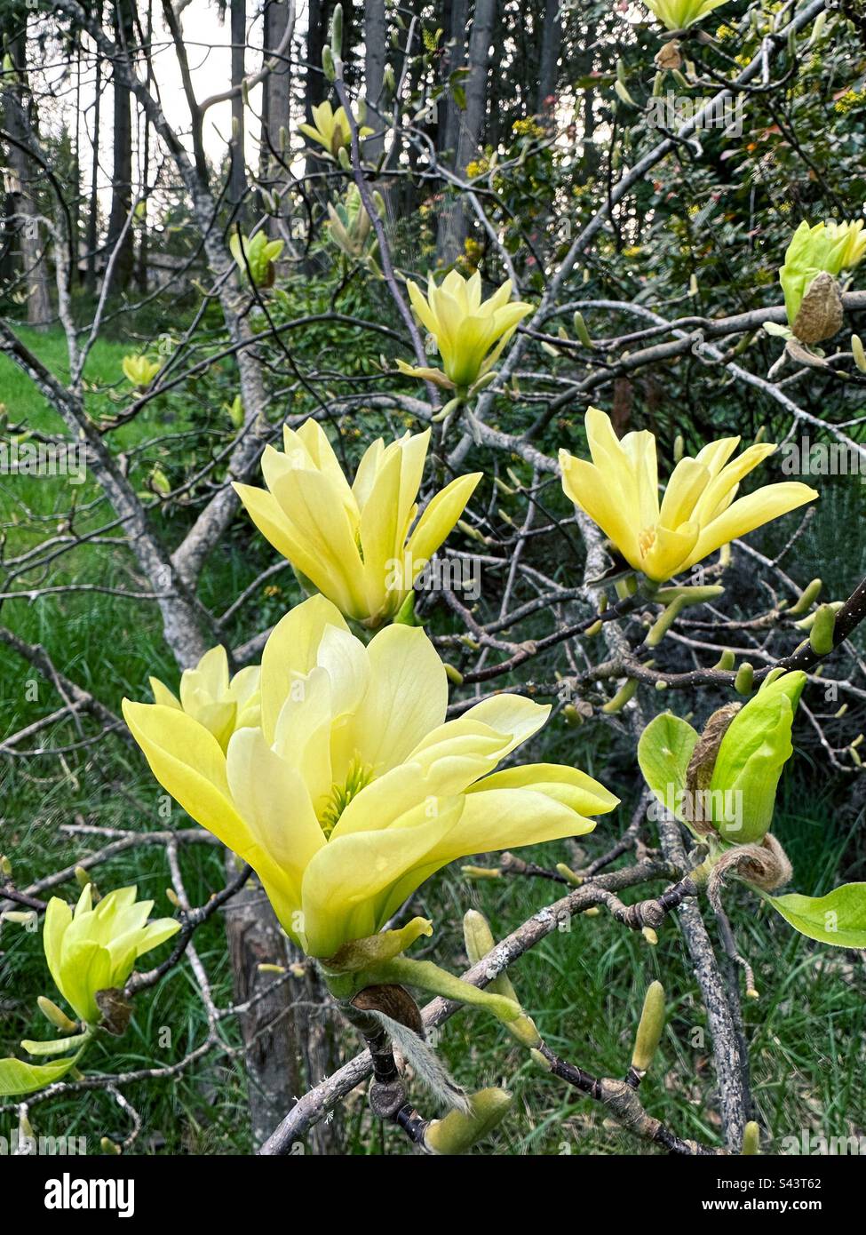 Gelbe Magnolienblüten auf einem Baum. Stockfoto