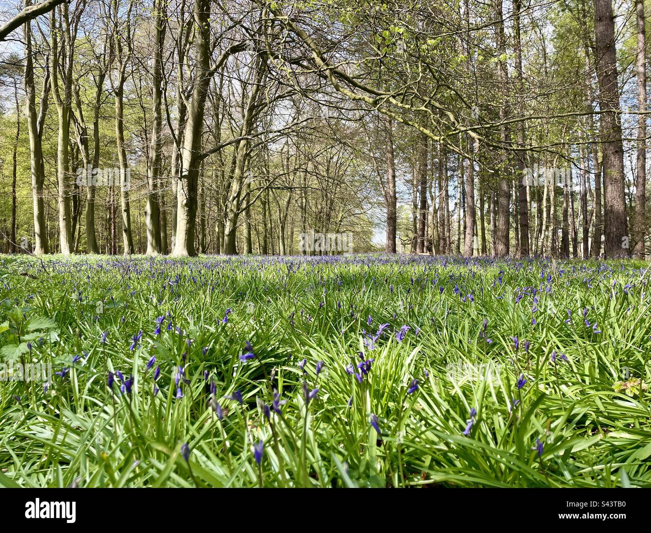 Im Wald wuchsen Blauglocken. Die Blauen Glocken werden auch als „Feenblumen“, „Hexenhülsen“ und „Kuckucksstiefel“ bezeichnet. Stockfoto