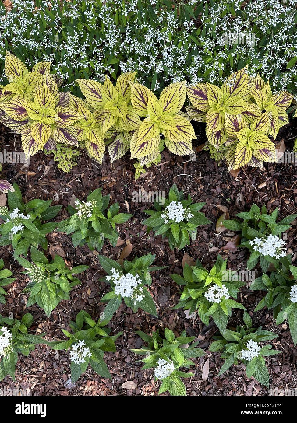 Draufsicht auf eine Vielzahl von Gartenpflanzen - Smartphone-aufgenommenes Stockfoto